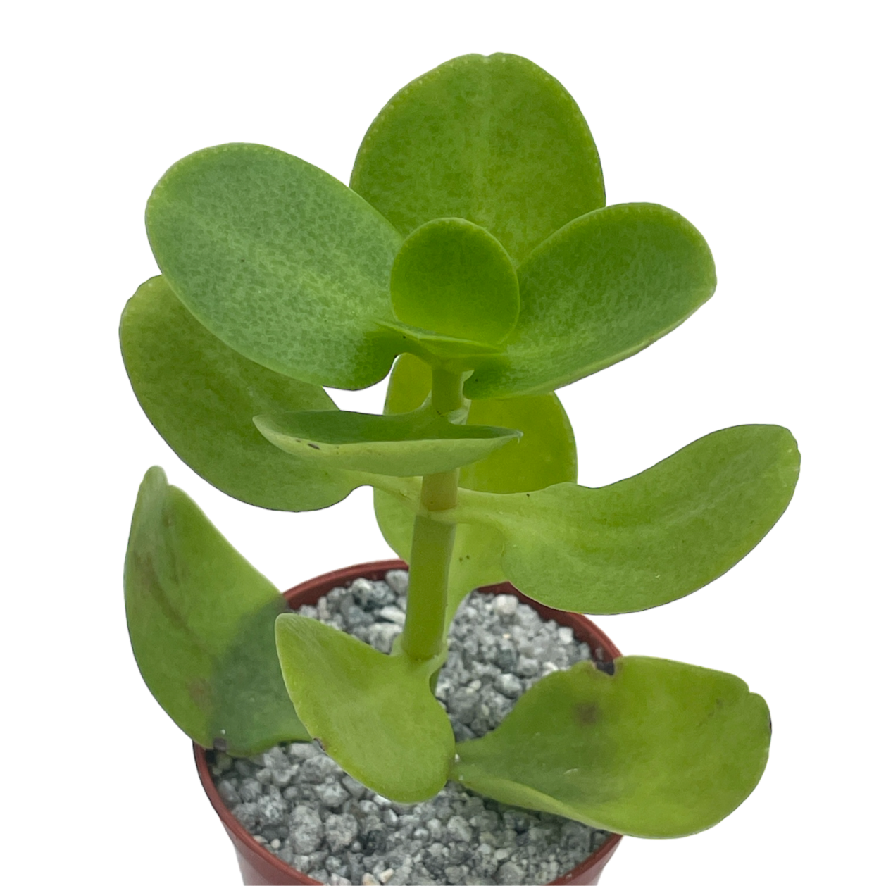 Crassula multicava
