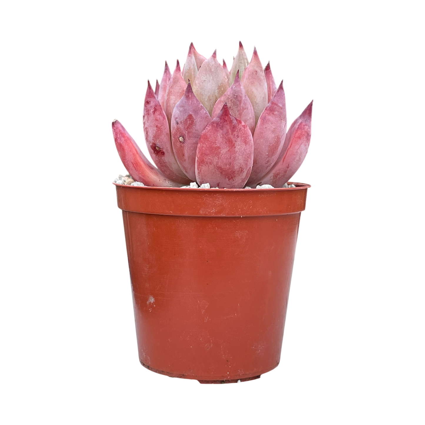 Echeveria 'Humming Bird'