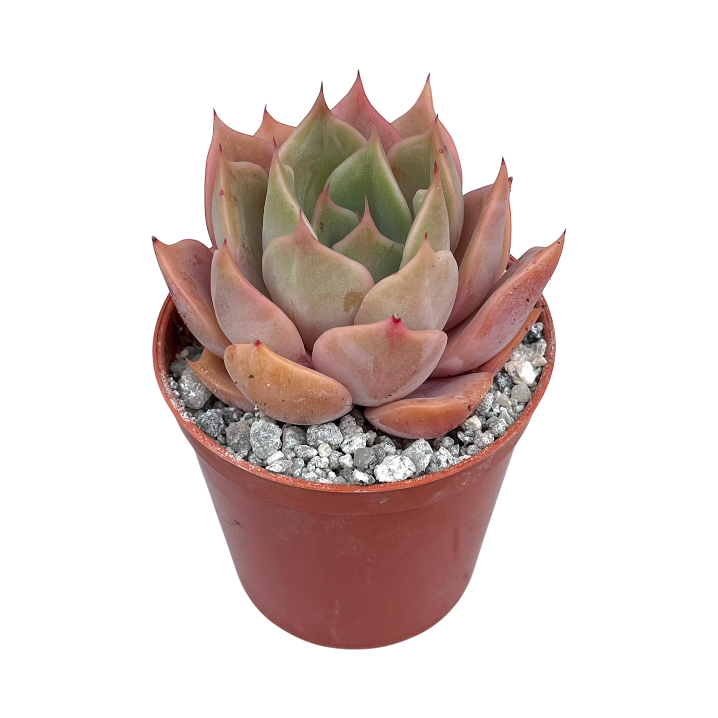 Echeveria 'Latte Rose'