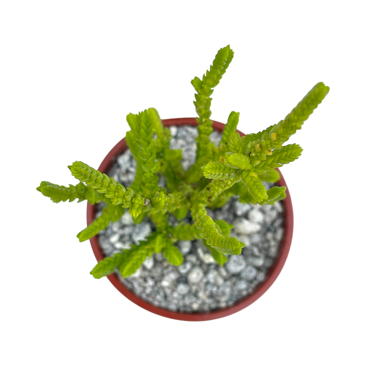 Crassula muscosa f. acuminata