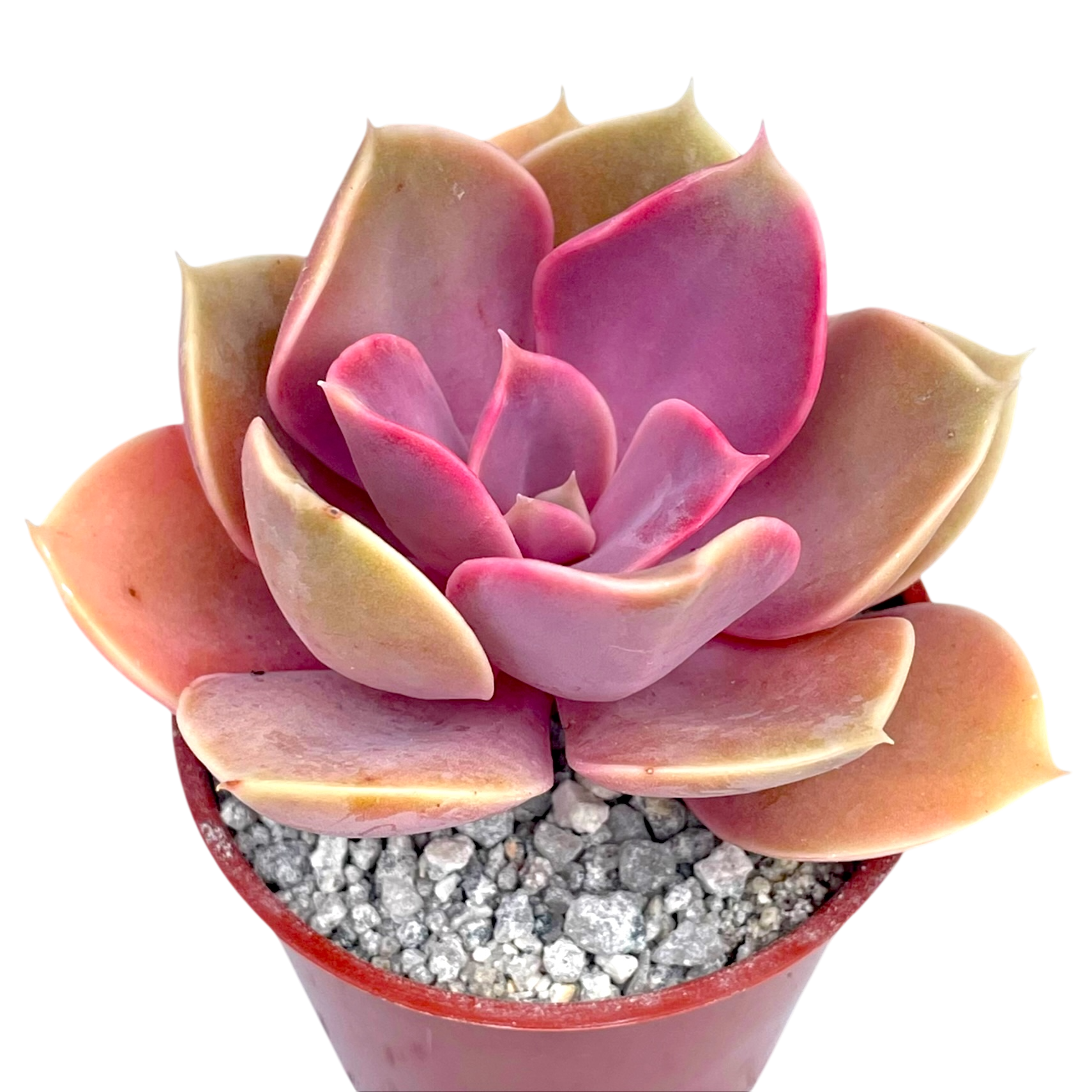 エケベリア 'ダッチェス オブ ニューレンバーグ' – Surreal Succulents