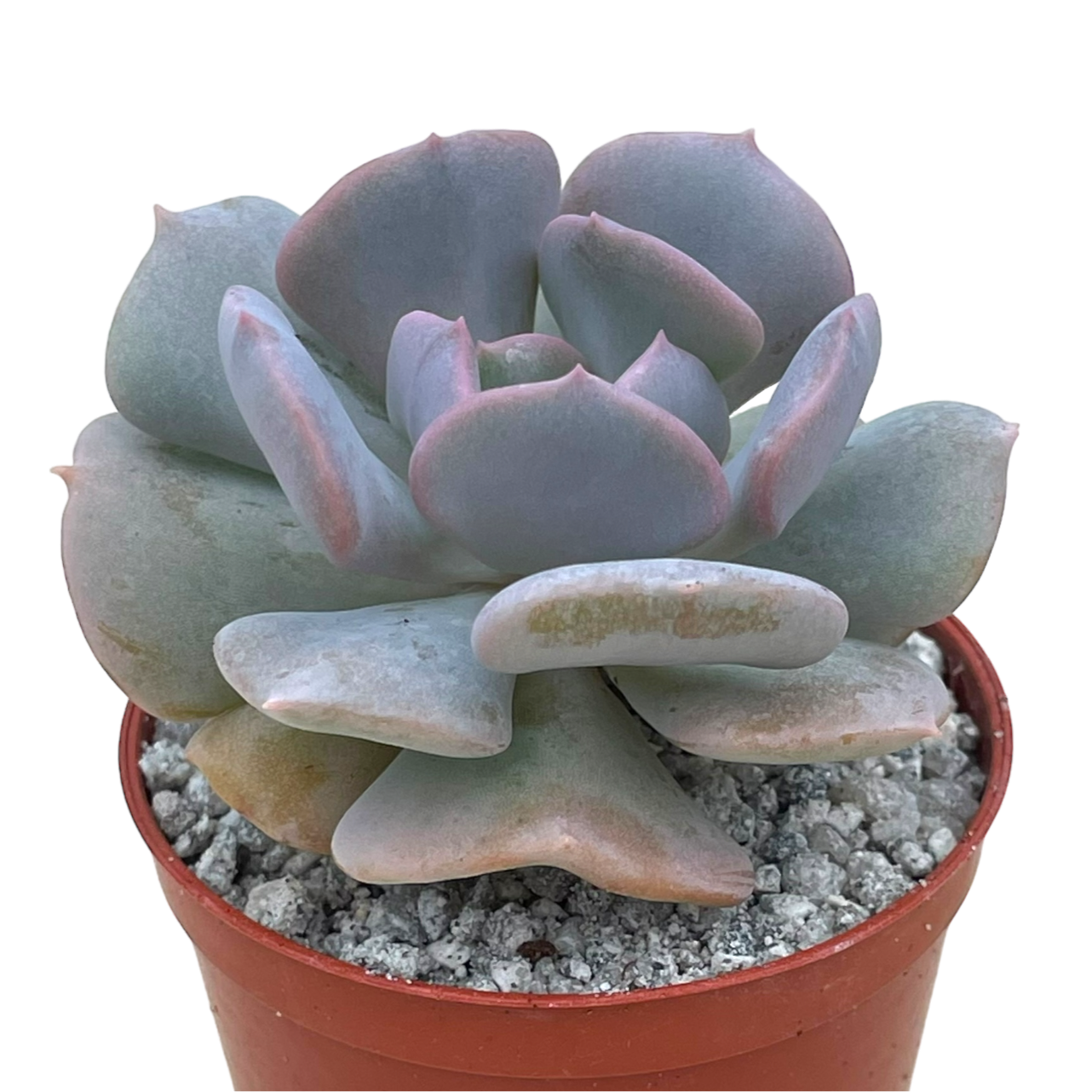 cubic frost succulent Echeveria 'Cubic Frost' – Surreal Succulents