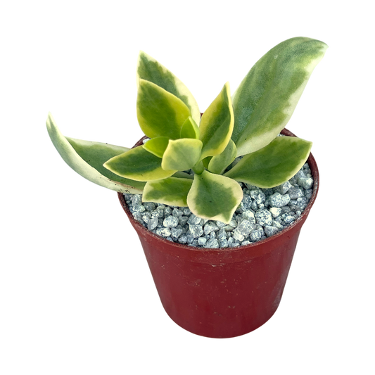 Aptenia cordifolia variegata