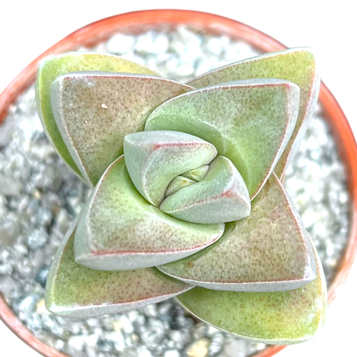 Crassula 'Moonglow'