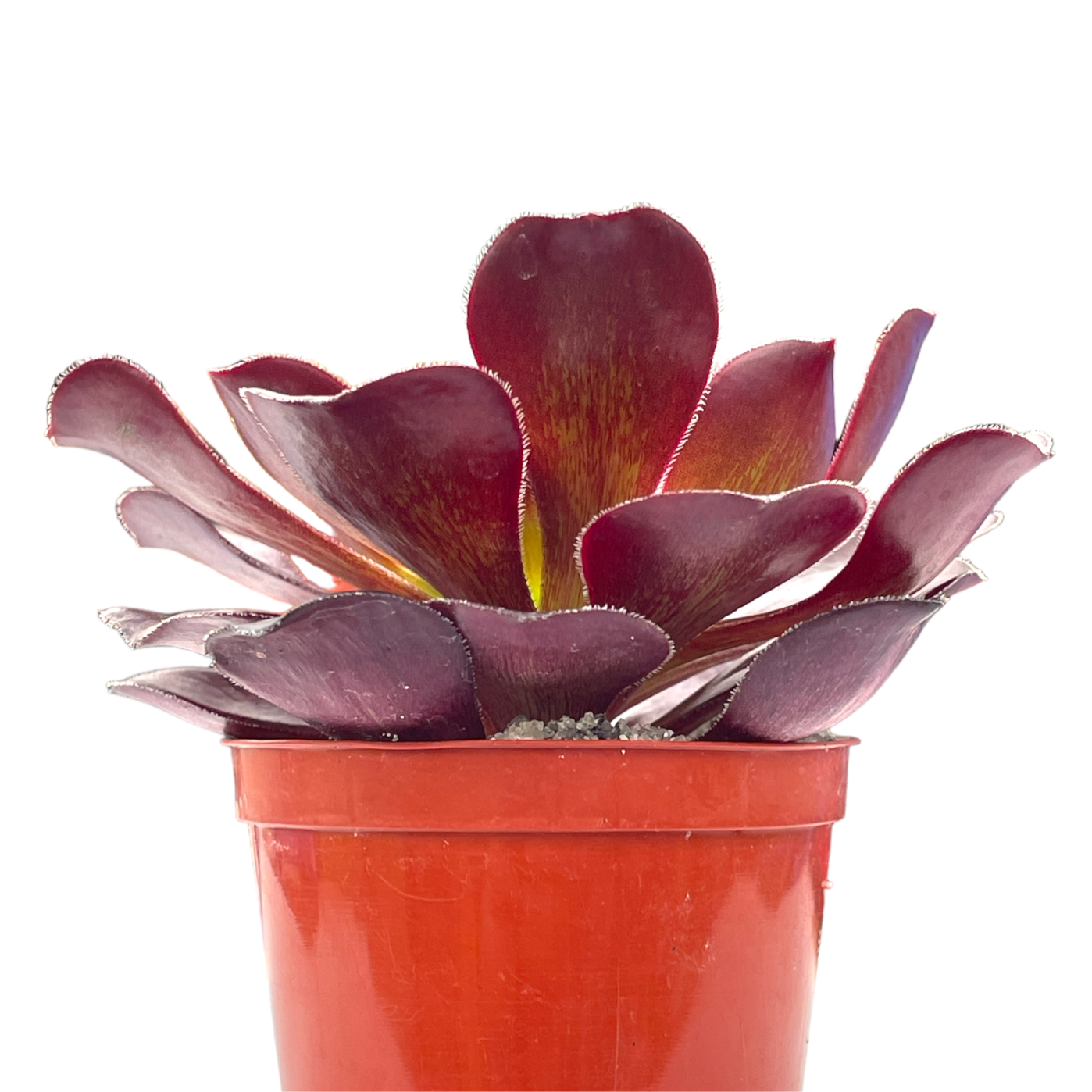 Aeonium 'Deep Purple'