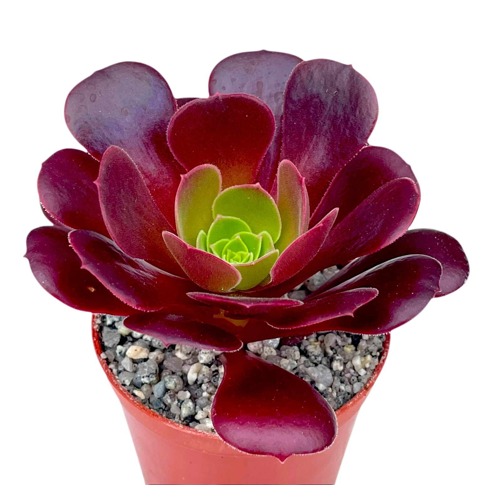 アエオニウム 'ベロア' – Surreal Succulents
