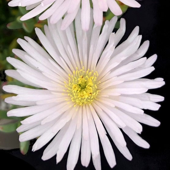 Delosperma