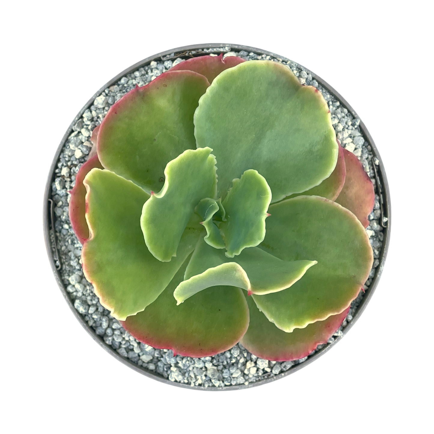 Echeveria 'Blondie'