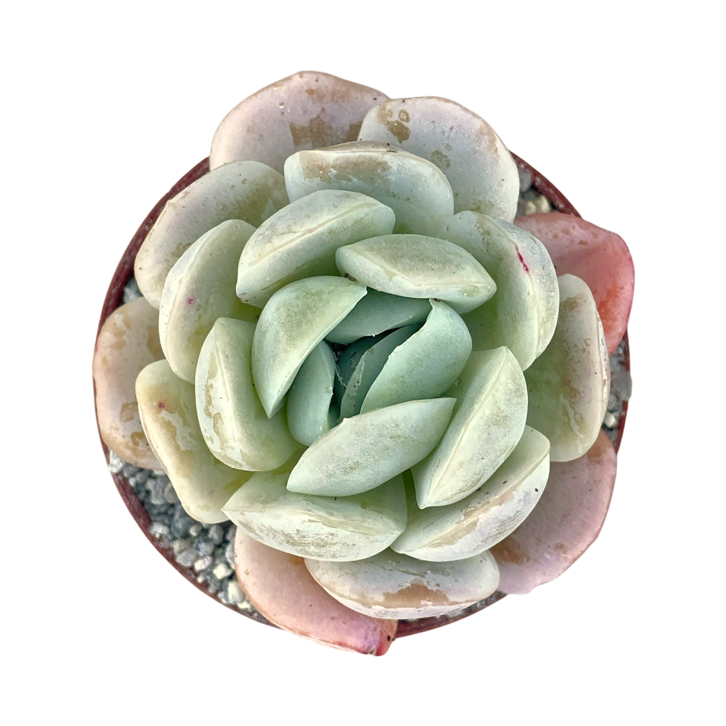 Echeveria potosina