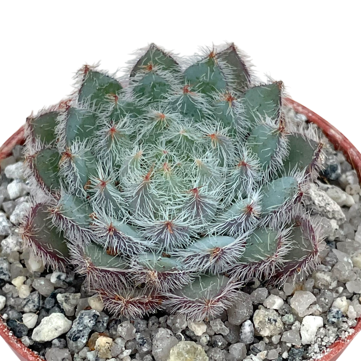 Echeveria 'Tarantula'