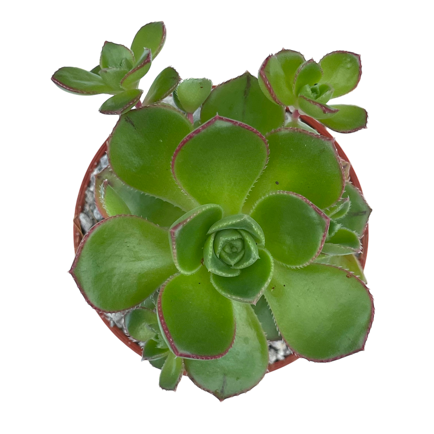 Aeonium volkerii