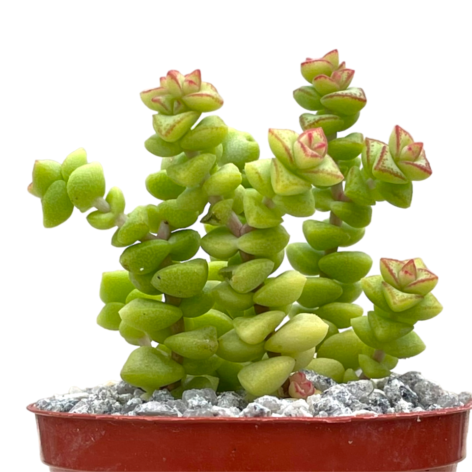 Crassula rupestris var. monticola