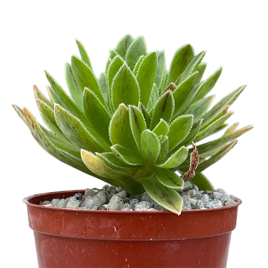 Aeonium x barbatum