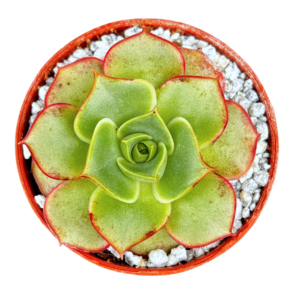 Echeveria longissima