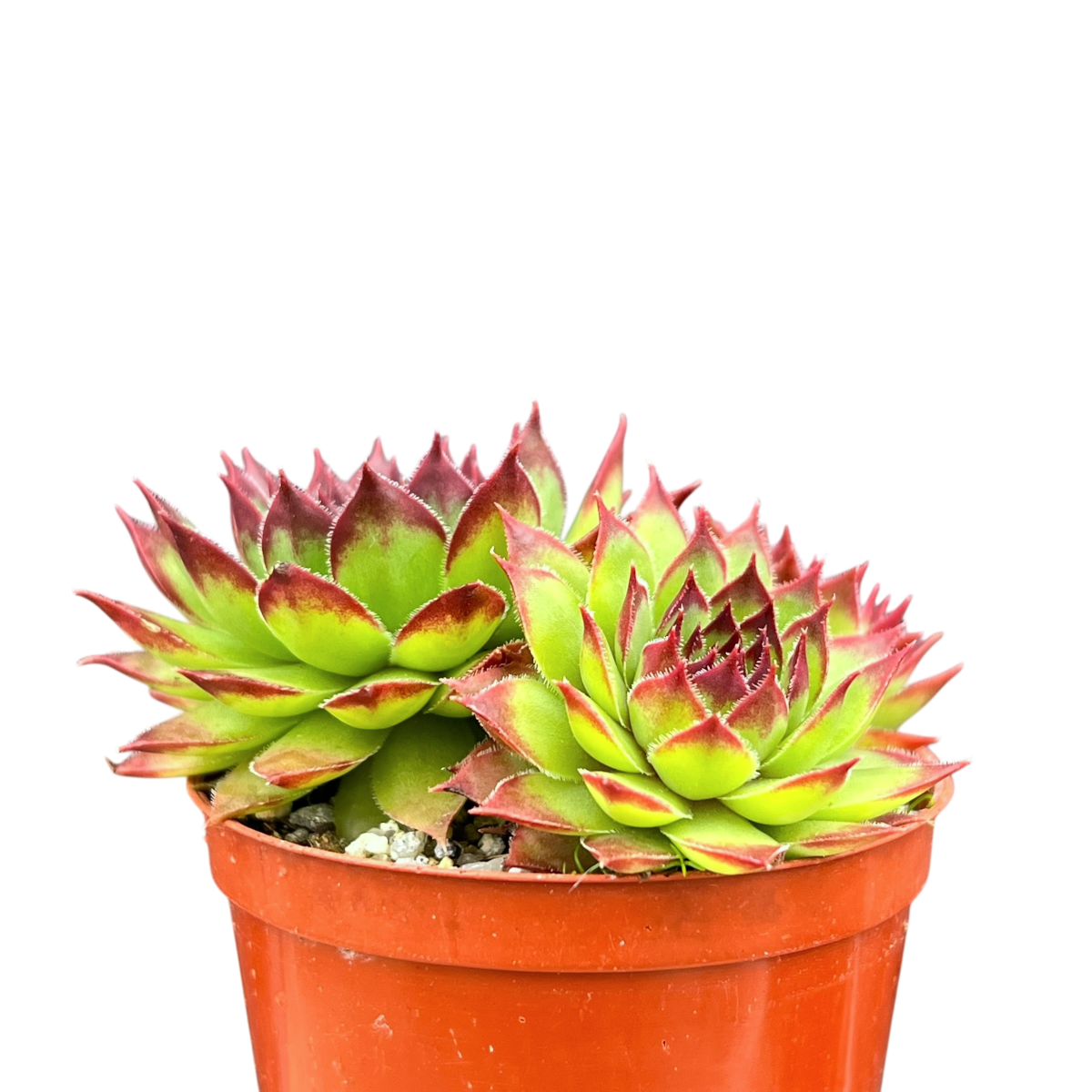 Jovibarba heuffelii 'Tan'