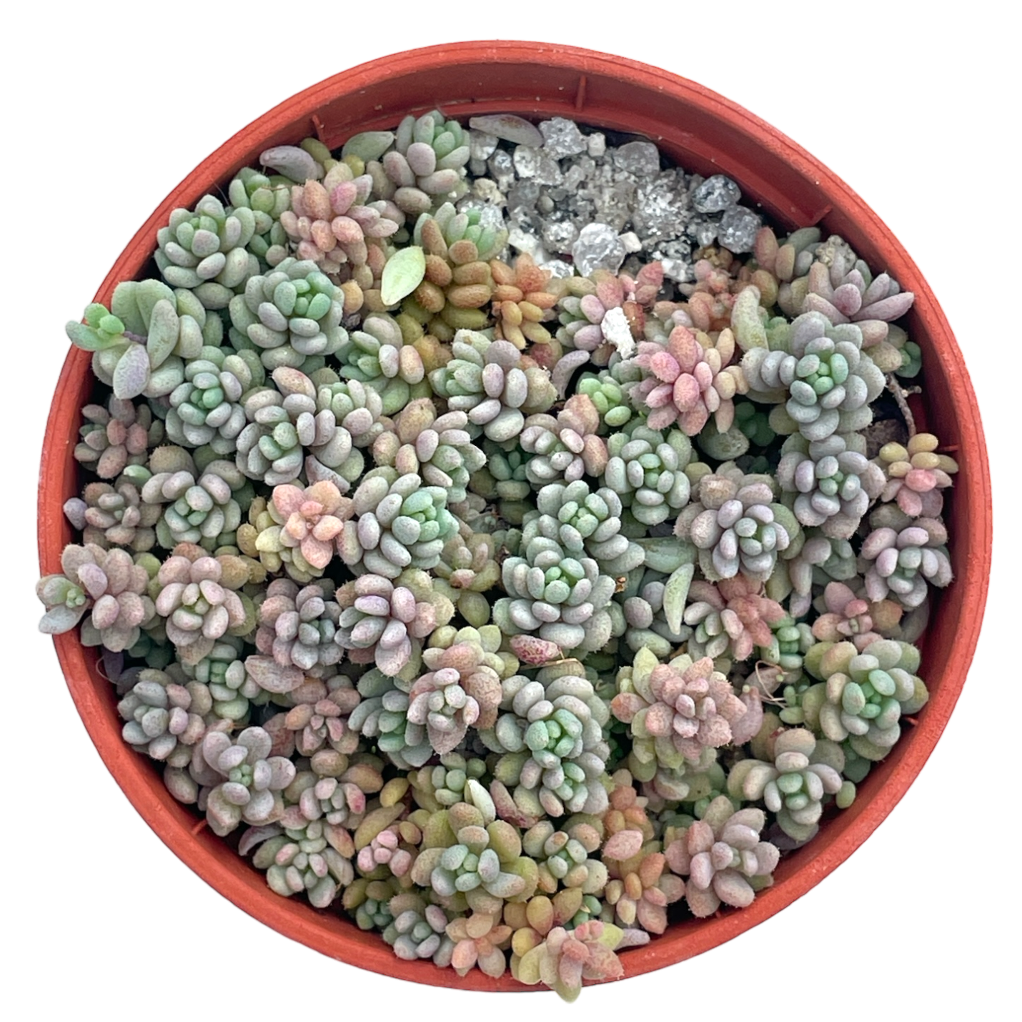 Sedum dasyphyllum minor