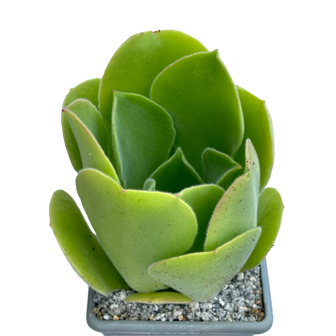Aeonium canariense var. palmense