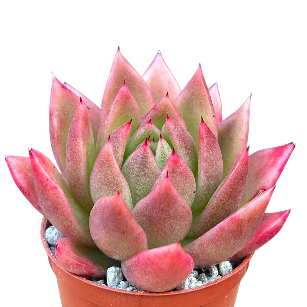 echeveria miranda succulent Echeveria agavoides 'Miranda' – Surreal Succulents