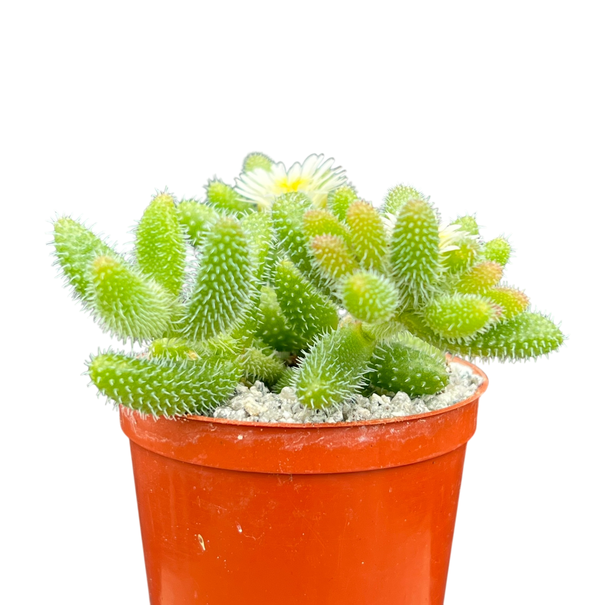 Delosperma echinatum (Pickle Plant)