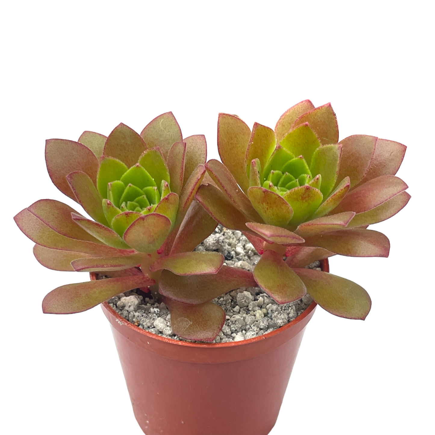 Aeonium 'Plum Thumb'