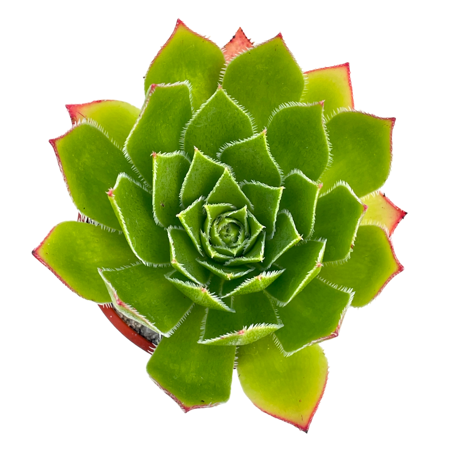 Aeonium 'Ron Dale'