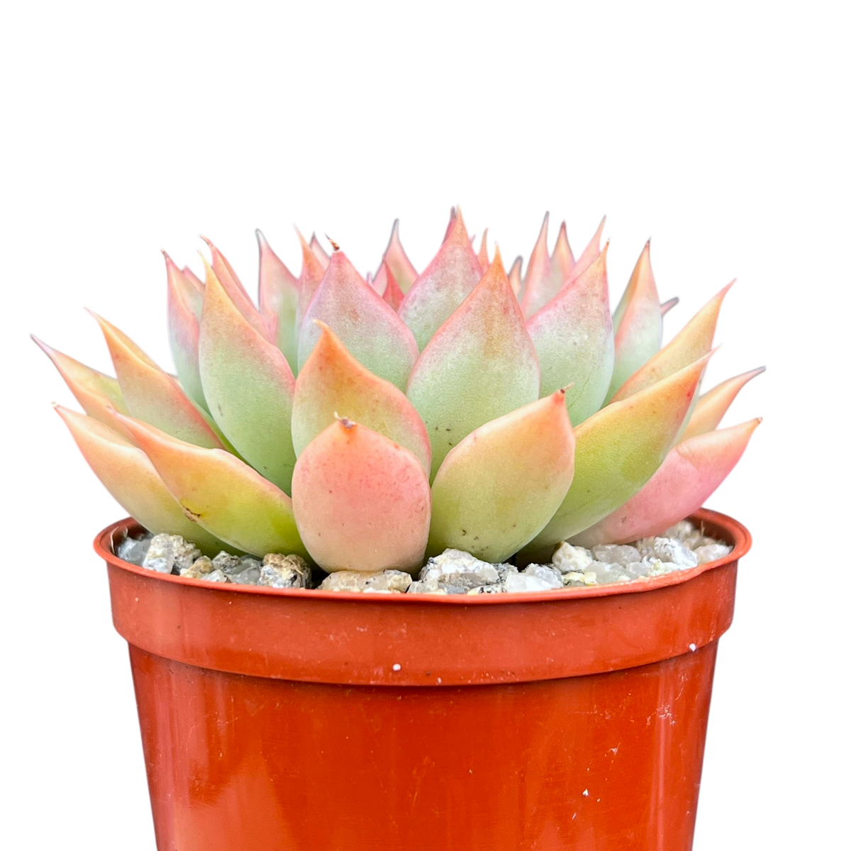 Echeveria 'Sagita'