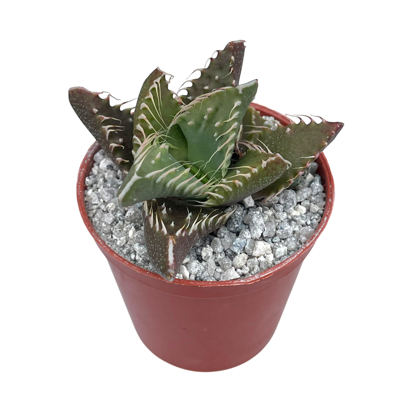 Faucaria tigrina