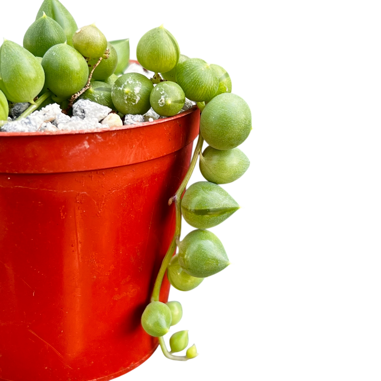 Curio rowleyanus (String of Pearls)