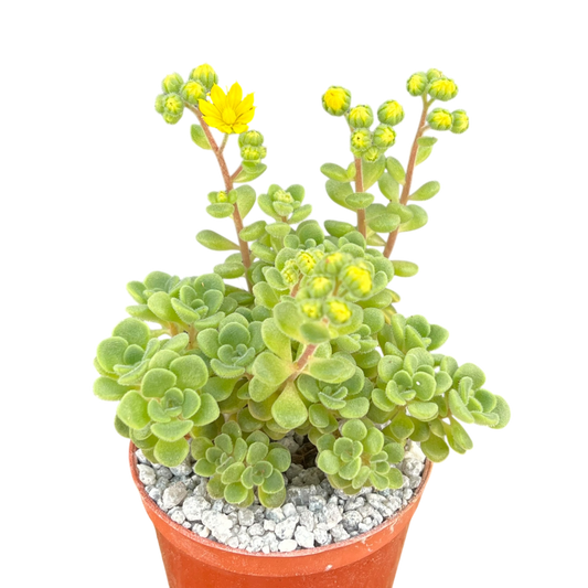 Aichryson bethencourtianum Bolle