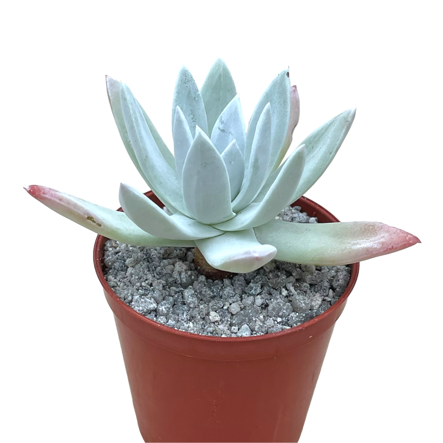 Dudleya greenei