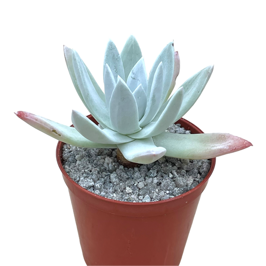 Dudleya greenei