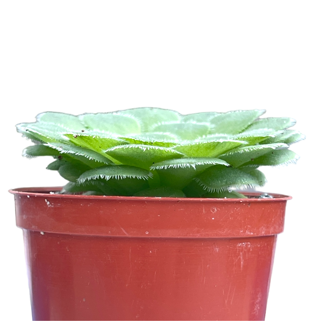 Aeonium tabuliforme