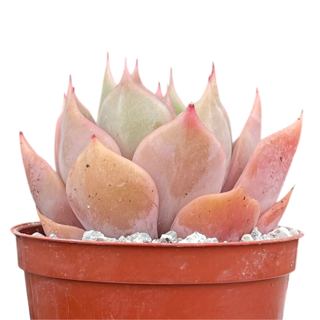 Echeveria 'Latte Rose'