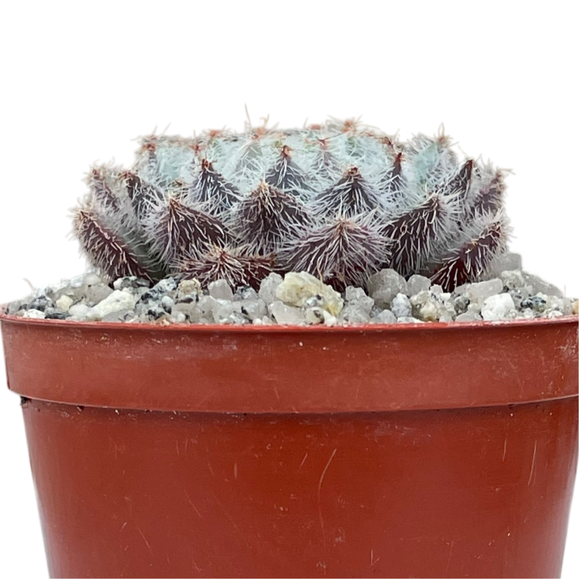 Echeveria 'Tarantula'