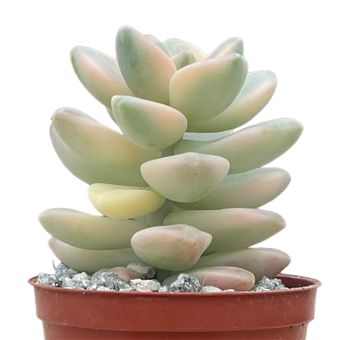 x Graptoveria 'Titubans' f. variegata