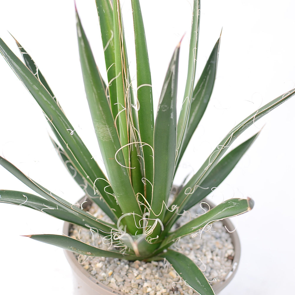 Agave filifera
