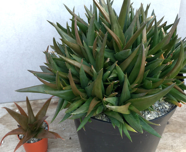 x Alworthia 'Black Gem'