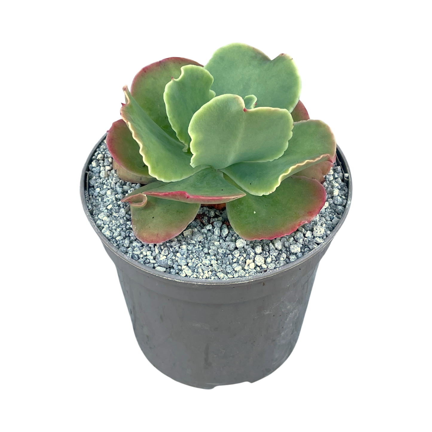 Echeveria 'Blondie'