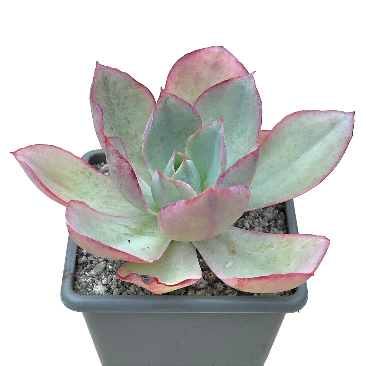Echeveria lozano