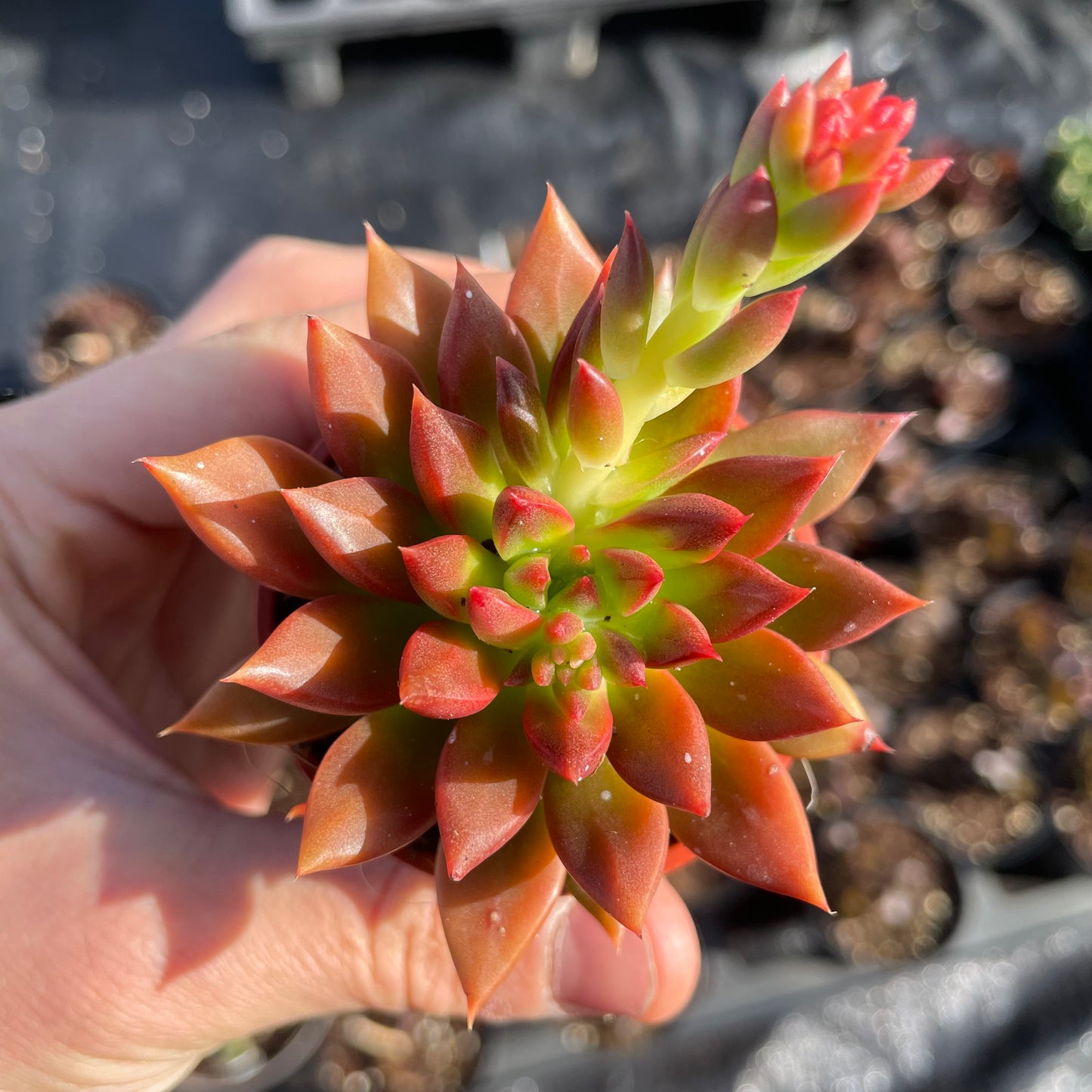 Echeveria 'Zodiac'