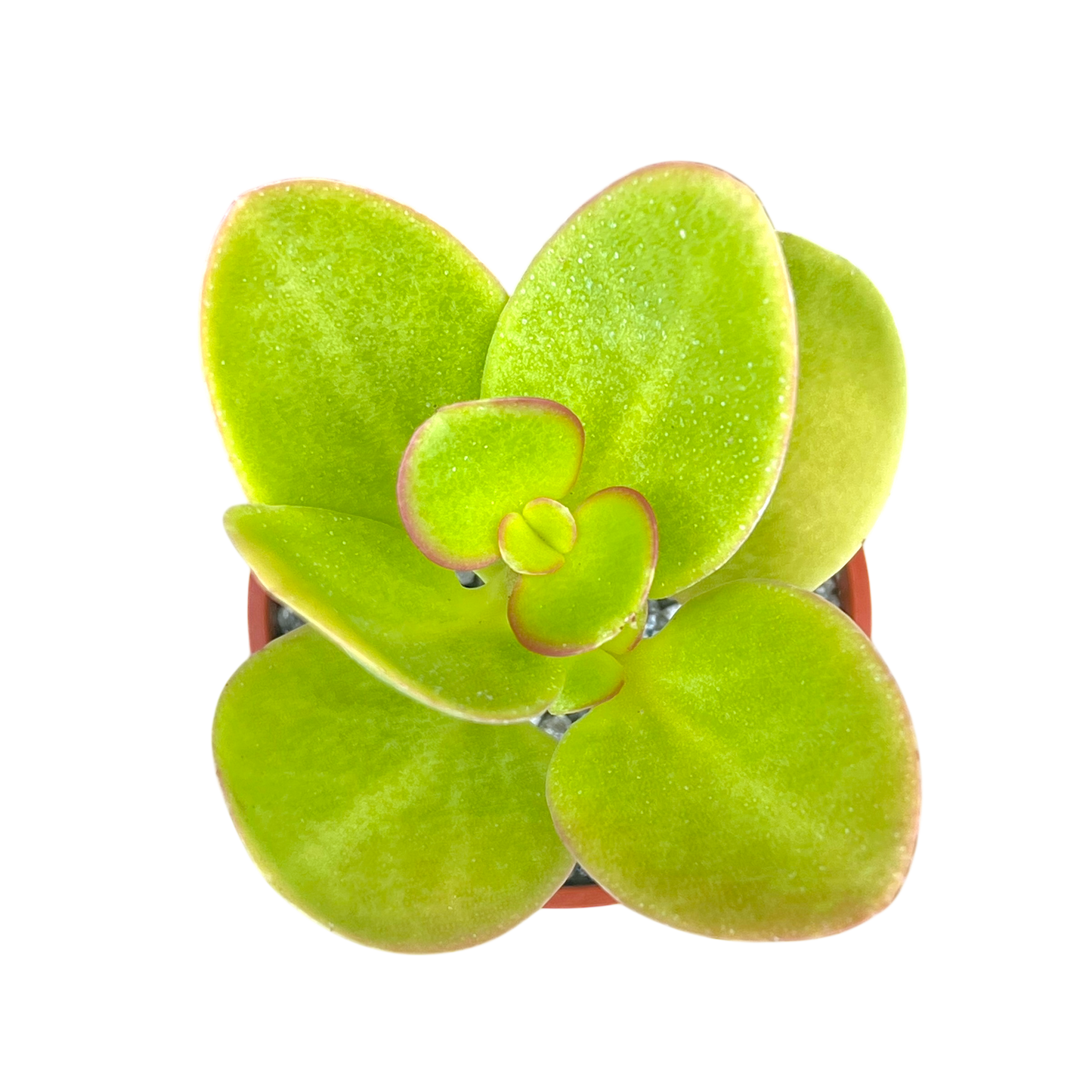Crassula multicava