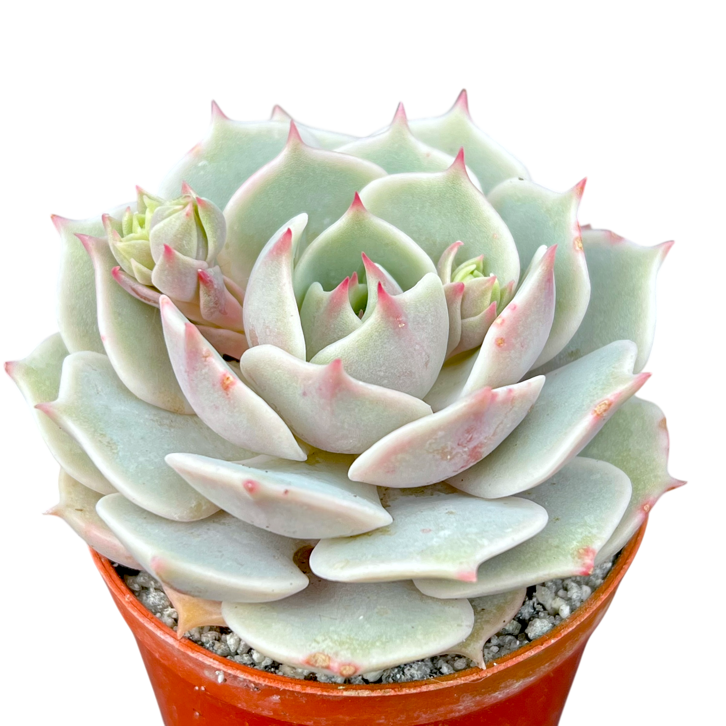 Echeveria Lola