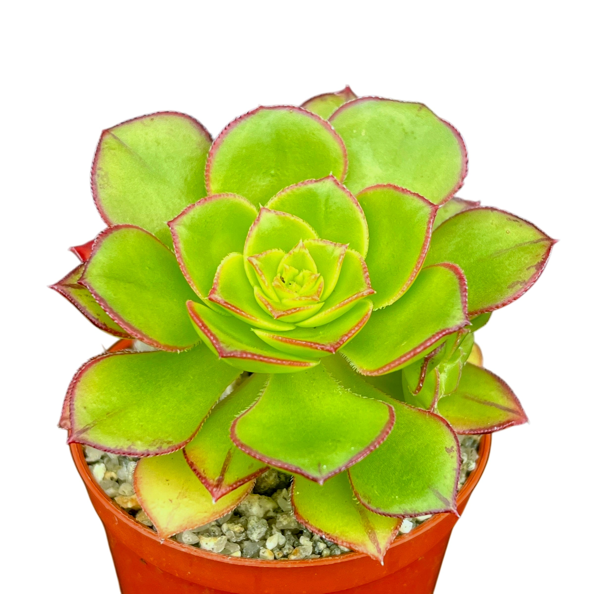 succulent with red edged leaves Aeonium 'Red Edge' – Surreal Succulents