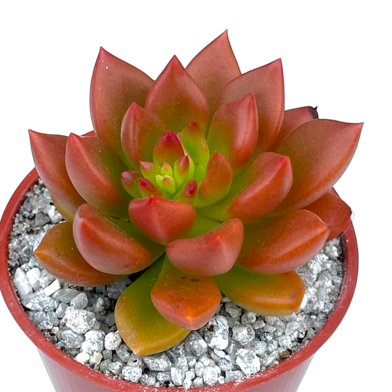 breed succulents Echeveria 'Lepus' – Surreal Succulents