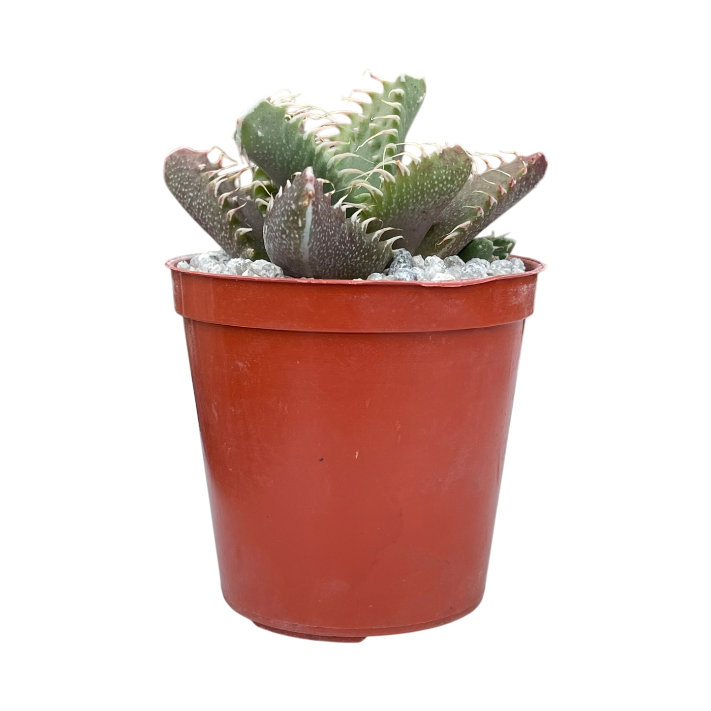 Faucaria tigrina
