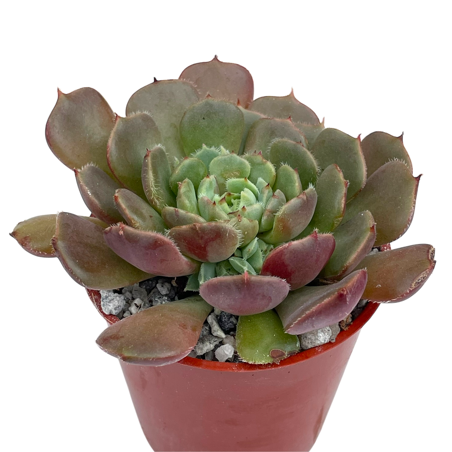 Echeveria 'Pastel Rose'