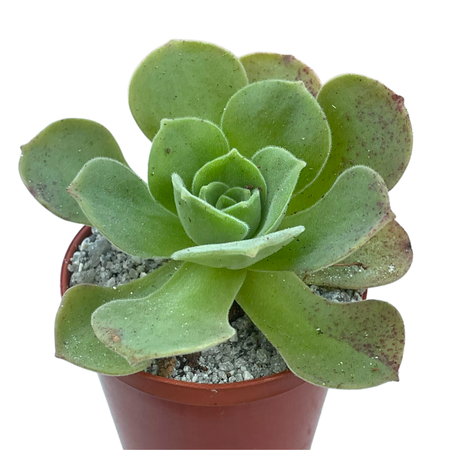 Aeonium longithyrsum