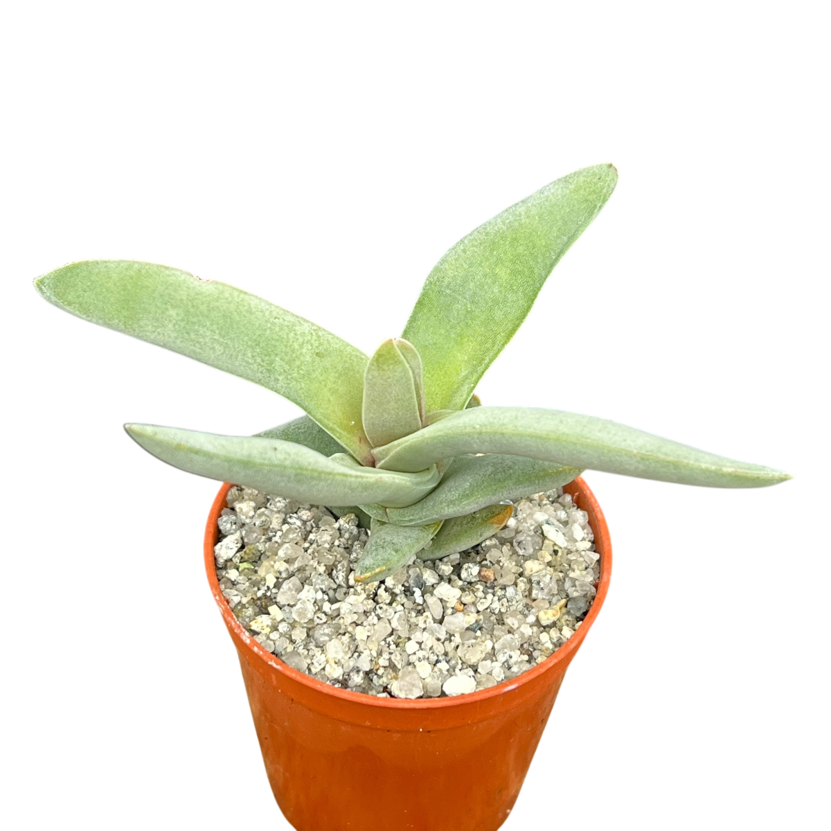airplane plant succulent Crassula falcata