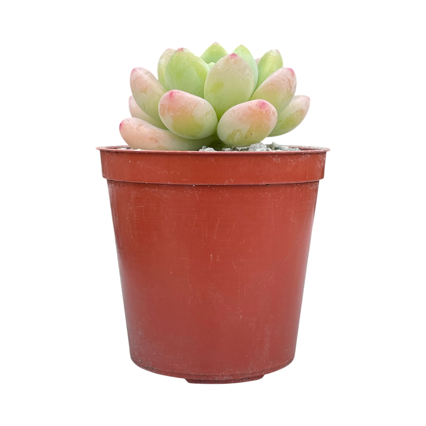 Sedum clavatum