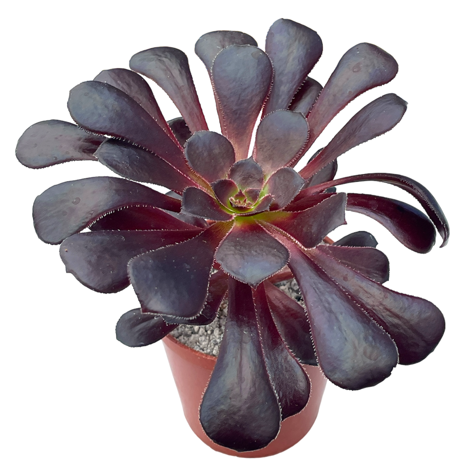 black succulents uk Aeonium 'Schwarzkopf' – Surreal Succulents